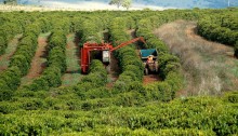 Thu hoạch cà phê ở Brazil