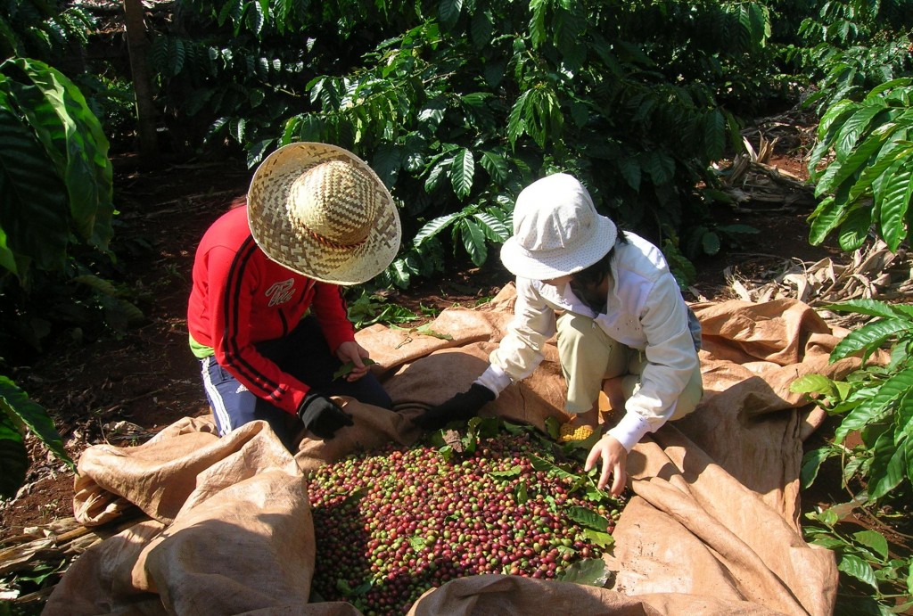 Sản lượng cà phê Việt Nam niên vụ 2014/2015 tăng mạnh
