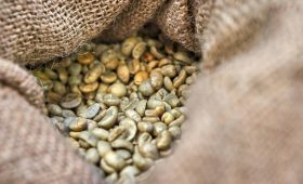 Nếu như thời điểm này năm ngoái, giá cà phê thu mua trong nước chỉ ở quanh mức 50.000 đồng/kg thì hiện đã tăng gấp đôi lên trên 120.000 đồng/kg. Ảnh minh họa.
