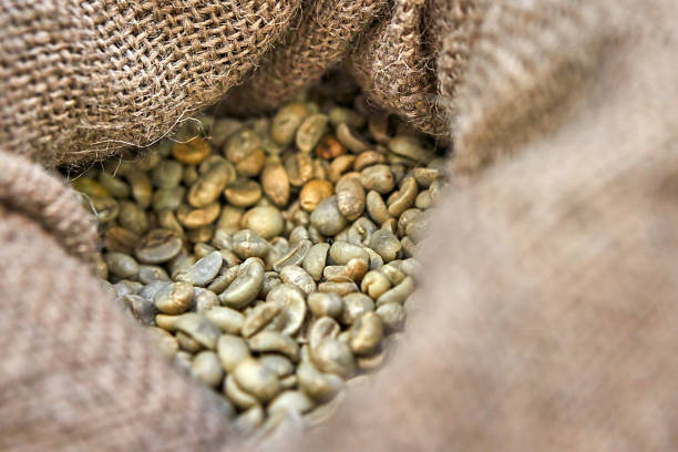 Nếu như thời điểm này năm ngoái, giá cà phê thu mua trong nước chỉ ở quanh mức 50.000 đồng/kg thì hiện đã tăng gấp đôi lên trên 120.000 đồng/kg. Ảnh minh họa.