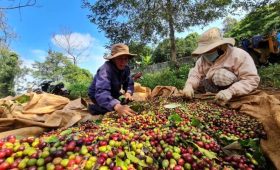 nông dân thu hoạch cà phê